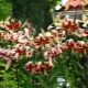 Tree lily: an overview of varieties, planting, care and reproduction