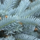 Spruce Edith: beschrijving, aanplant en verzorging, reproductie