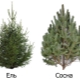云杉和松树：它们的共同特征和区别是什么？