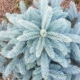 Spruce Super Blue: descripción, plantación y cuidado.