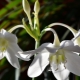Eucharis: features and types, care and reproduction