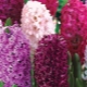 Hyacint: beschrijving en variëteiten, planten en verzorgen
