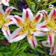 Hybrid lilies: an overview of varieties, planting and care rules