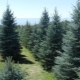 Blue Fir Trees: Popular Varieties and Tips for Growing Them