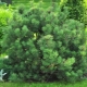 Bergpijnboom Mugus: beschrijving, tips voor groei en voortplanting
