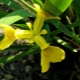 Irismoeras: beschrijving, beplanting en verzorging