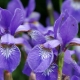 Tysk iris: sorter, plantning og pleje