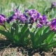 Iris enano: variedades, plantación y cuidado.