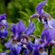 Iris siberiano: descrizione, varietà, semina e cura