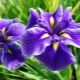 Iris giapponese: varietà, semina e cura