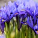 Iris en red: descripción, variedades, plantación y cuidado.