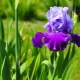 How to prune irises after flowering?