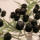 How to grow a juniper from seeds?