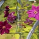 What kind of soil does clematis like?