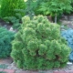 Dwarf pines: the best varieties and tips for growing