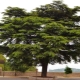 Lebanese cedar: description and cultivation