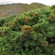 Dwarf cedar: description and secrets of cultivation