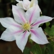 Clematis Andromeda: variety description and cultivation