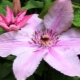 Clematis Hegley Hybrid: popis a kultivace