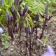 Clematis did not wake up after winter: for what reasons and what to do?