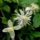 Clematis cu frunze de struguri: descriere, plantare și îngrijire, reproducere