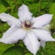 Clematis de flors grans: varietats, plantació, cura i reproducció