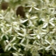 Clemátide de flores pequeñas: variedades, plantación, cuidado y reproducción.