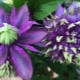 Clematis Taiga: description, tips for growing and breeding