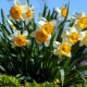 When and how to prune daffodils after flowering?