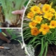 When and how to replant daylilies?