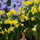 When and how to transplant daffodils?