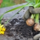 When and how to dig up daffodils after flowering?