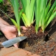When to replant irises and how to do it correctly?