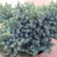 Indoor juniper: the best varieties and tips for growing