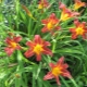 Daylilies rossi: varietà popolari e segreti per la cura