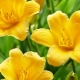 Daylily Stella de Oro: description and growing rules