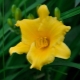 Taglilie gelb: Artenmerkmale und Anbauempfehlungen