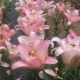 Lilien LA Hybriden: Beschreibung, Sorten und Anbau