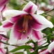 Lilien OT-Hybriden: die besten Sorten, Pflanzregeln und Züchtungsmethoden