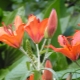 Lilia daurskaya: beskrivelse og tips til dyrkning