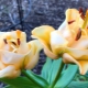 Fudge Lily Epricot: descrizione e coltivazione