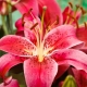 Královská lilie: popis a odrůdy, výsadba a péče