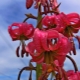 Krøllet lilje: sorter og finesser af dyrkning