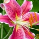 Tigerlilie: Beschreibung, Sorten, Pflanzung und Pflege