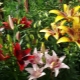 Lily: species, varieties, planting and care
