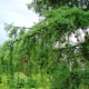 European larch: description and varieties, planting and care