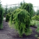 Larch on a trunk: description and types, planting and care