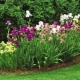 Iris bulbosos: plantación, cuidado y reproducción.