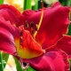 Daylilies di Terry: una panoramica delle migliori varietà e consigli per la cura