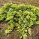 杜松金地毯：描述，种植和护理的秘密